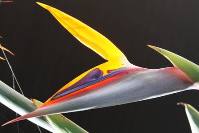 Papier peint  strelitzia, Gran Canaria, Espagne