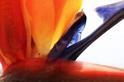 Papier peint  strelitzia, Gran Canaria, Espagne