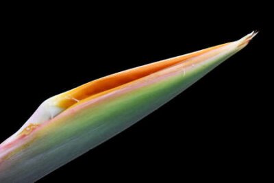 Papier peint  strelitzia, Gran Canaria, Espagne