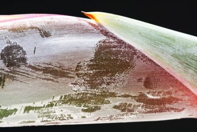 Papier peint  strelitzia, Gran Canaria, Espagne