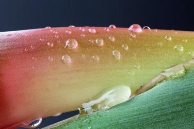 Papier peint  strelitzia, Gran Canaria, Espagne
