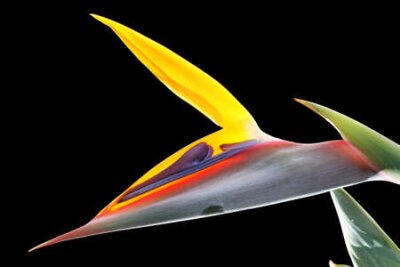 Papier peint  strelitzia, Gran Canaria, Espagne