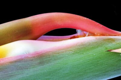 Papier peint  strelitzia, Gran Canaria, Espagne