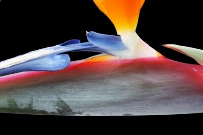 Papier peint  strelitzia, Gran Canaria, Espagne