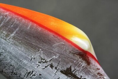 Papier peint  strelitzia, Gran Canaria, Espagne