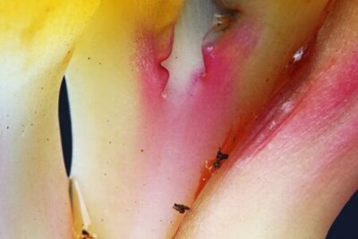 Papier peint  strelitzia, Gran Canaria, Espagne