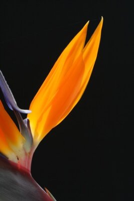 Papier peint  strelitzia, Gran Canaria, Espagne
