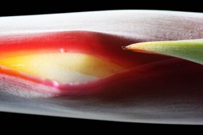 Papier peint  strelitzia, Gran Canaria, Espagne