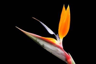 Papier peint  strelitzia, Gran Canaria, Espagne