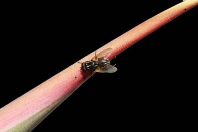 Papier peint  strelitzia, Gran Canaria, Espagne