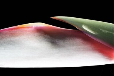 Papier peint  strelitzia, Gran Canaria, Espagne