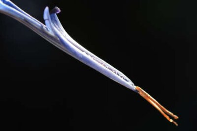 Papier peint  strelitzia, Gran Canaria, Espagne