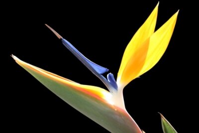 Papier peint  strelitzia, Gran Canaria, Espagne