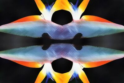 Papier peint  strelitzia, Gran Canaria, Espagne