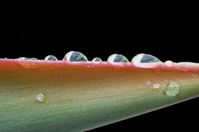 Papier peint  strelitzia, Gran Canaria, Espagne