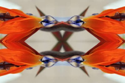 Papier peint  strelitzia, Gran Canaria, Espagne