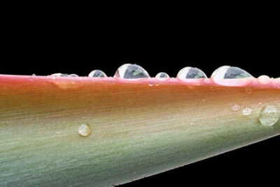 Papier peint  strelitzia, Gran Canaria, Espagne