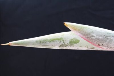 Papier peint  strelitzia, Gran Canaria, Espagne