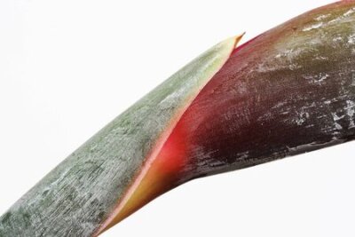 Papier peint  strelitzia, Gran Canaria, Espagne