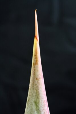 Papier peint  strelitzia, Gran Canaria, Espagne