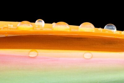 Papier peint  strelitzia, Gran Canaria, Espagne