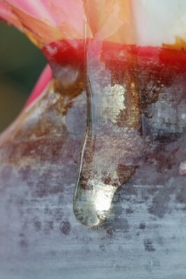 Papier peint  strelitzia, Gran Canaria, Espagne