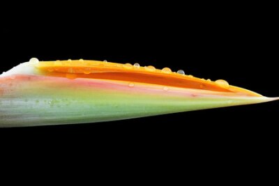 Papier peint  strelitzia, Gran Canaria, Espagne