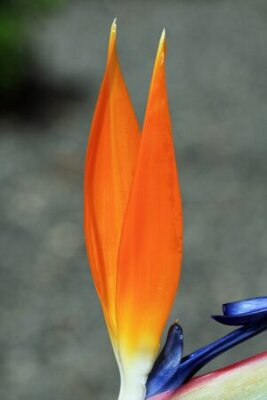 Papier peint  Strelitzia, Gran Canaria, Espagne