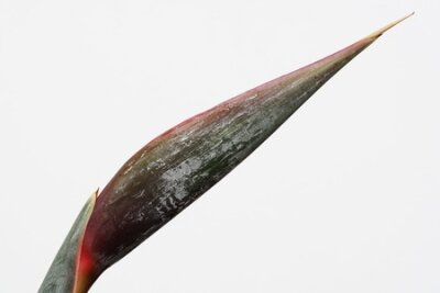 Papier peint  Strelitzia, Gran Canaria, Espagne