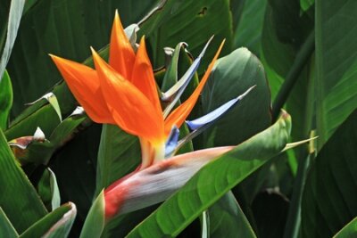 Papier peint  Strelitzia, Gran Canaria, Espagne