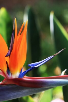 Papier peint  Strelitzia, Gran Canaria, Espagne