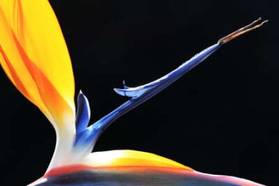 Papier peint  Strelitzia, Gran Canaria, Espagne