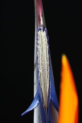 Papier peint  Strelitzia, Gran Canaria, Espagne