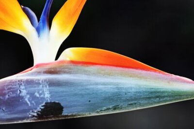 Papier peint  Strelitzia, Gran Canaria, Espagne