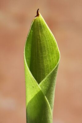 Papier peint  Strelitzia, Gran Canaria, Espagne