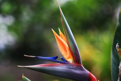 Papier peint  Strelitzia, Gran Canaria, Espagne