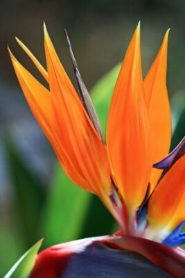 Papier peint  Strelitzia, Gran Canaria, Espagne