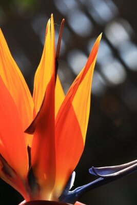 Papier peint  Strelitzia, Gran Canaria, Espagne