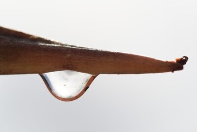 Papier peint  Strelitzia, Gran Canaria, Espagne