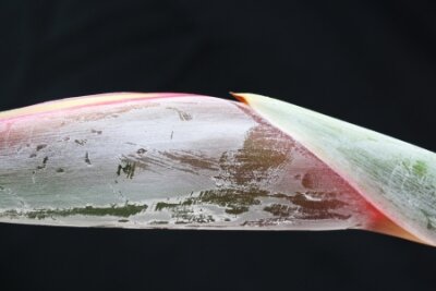 Papier peint  strelitzia,Gran Canaria,Spain