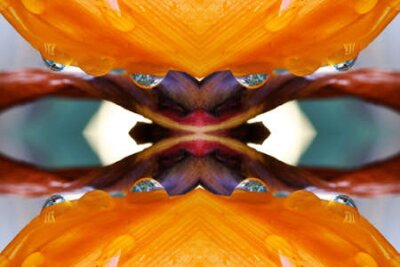 Papier peint  strelitzia,Gran Canaria,Spain