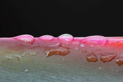 Papier peint  strelitzia,Gran Canaria,Spain