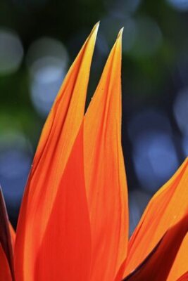 Papier peint  strelitzia,Gran Canaria,Spain