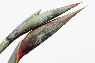 Papier peint  strelitzia,Gran Canaria,Spain