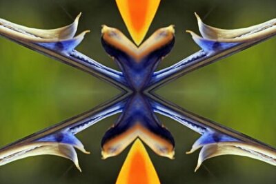 Papier peint  strelitzia,Gran Canaria,Spain