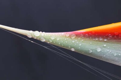 Papier peint  strelitzia,Gran Canaria,Spain