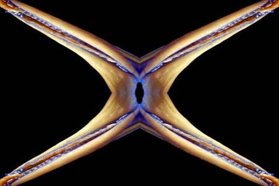 Papier peint  strelitzia,Gran Canaria,Spain