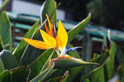 Papier peint  strelitzia,Gran Canaria,Spain
