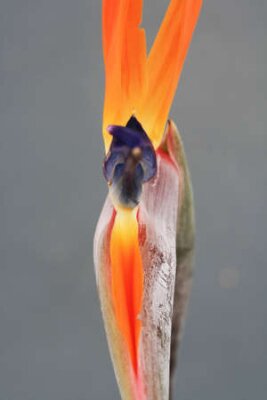 Papier peint  strelitzia,Gran Canaria,Spain