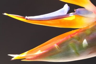 Papier peint  strelitzia,Gran Canaria,Spain